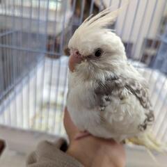 オカメインコ手乗りです