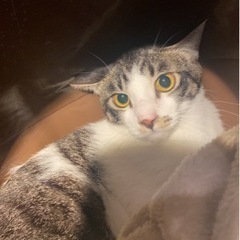 里親決定仔猫　オス　キジシロ