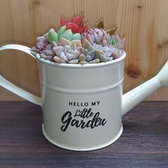 ★多肉植物寄せ植え 98★