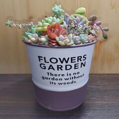 ★多肉植物寄せ植え 99★