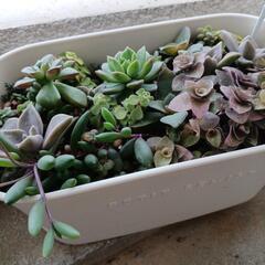 ちびっこ多肉とセダムの寄せ植え🌿の画像