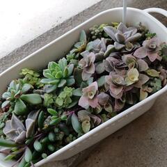 ちびっこ多肉とセダムの寄せ植え🌿の画像