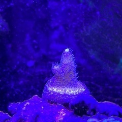 サンゴ3点、ライブロックの画像