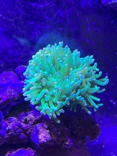 サンゴ3点、ライブロック