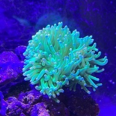 サンゴ3点、ライブロックの画像