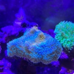 サンゴ3点、ライブロックの画像