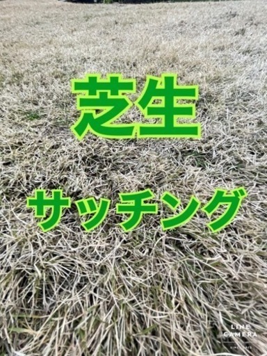 ★芝生のサッチングやるなら今です