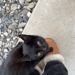 とても人懐っこい黒猫です🐈‍⬛