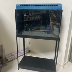 60センチ水槽