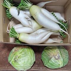 大根とキャベツ