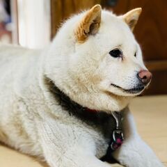 柴犬の里親を募集しています