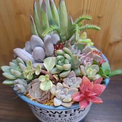 ★多肉植物寄せ植え 100★の画像