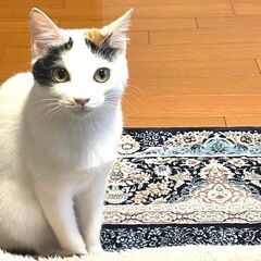 in春日井市☆保護猫たちの臨時譲渡会2023年2月23日（木）～...
