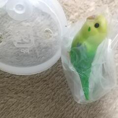 指のりインコの画像