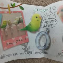 指のりインコの画像