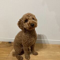 トイプードル　1才2ヶ月　女の子