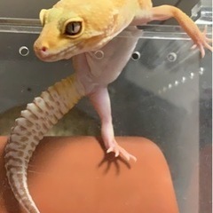 【里親が決まりました】ご応募していただいた皆様ありがとうございました！