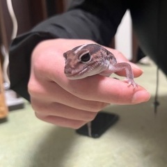 【一時受付終了】ニシアフリカトカゲもどき 3才