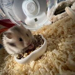 ハムスターの赤ちゃん里親募集