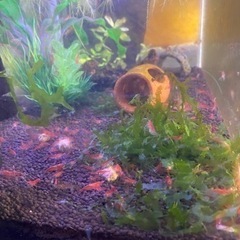 赤エビ　チェリーシュリンプの画像