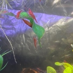 赤エビ　チェリーシュリンプ