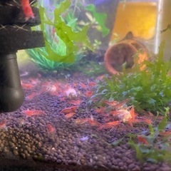 赤エビ　チェリーシュリンプの画像