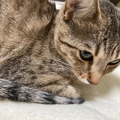 エジプシャンマウの成猫です(募集停止)