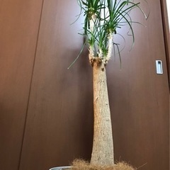 観葉植物　ポニーテール