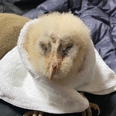 メンフクロウの赤ちゃん - 沙流郡