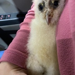 メンフクロウの赤ちゃん - ペット