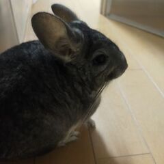 チンチラ里親募集