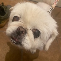 10歳ペキニーズ