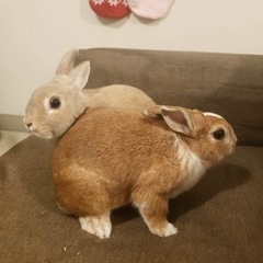 うさぎ2羽　3才　飼育グッズ付き