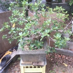 盆栽、がじゅまる。