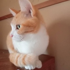 茶トラ白猫さん　メス