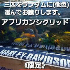 《限定》アフリカンシクリッド成魚三匹￥1000‼️