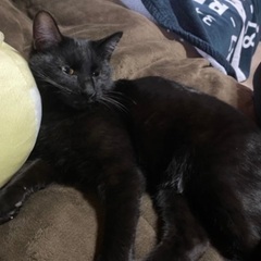 メス猫ジジちゃん♪推定2歳8ヶ月