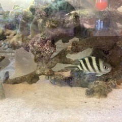取引中　ロクセンスズメダイ　海水熱帯魚幼魚　世田谷区直渡しのみの画像