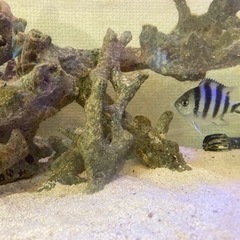 取引中　ロクセンスズメダイ　海水熱帯魚幼魚　世田谷区直渡しのみの画像