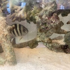 取引中　ロクセンスズメダイ　海水熱帯魚幼魚　世田谷区直渡しのみの画像