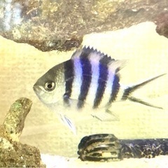 取引中　ロクセンスズメダイ　海水熱帯魚幼魚　世田谷区直渡しのみ