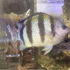 オヤビッチャ　海水熱帯魚　世田谷区直受け渡しのみ