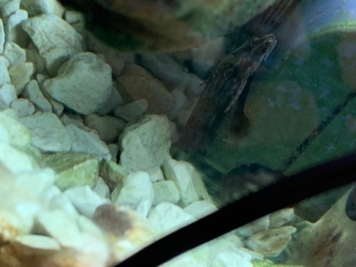 Amazon | 水槽 金魚の水槽セット 熱帯魚水槽セット 水族館 水槽 魚飼育 水槽本体、熱帯魚生体、水草、照明等機材、一式セット