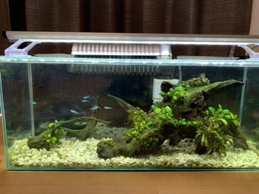 水槽本体、熱帯魚生体、水草、照明等機材、一式セット