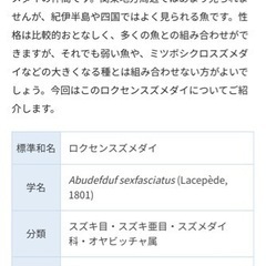 取引中　ロクセンスズメダイ　海水熱帯魚幼魚　世田谷区直渡しのみの画像