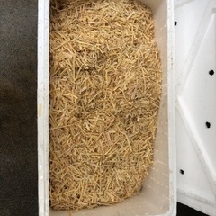 大量の木材の削りかす　キャンプや畑にの画像