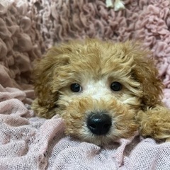 Tプードル