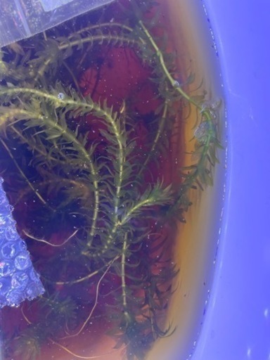 ベタ　ギャラクシーPK