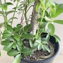 観葉植物［シェフレラコンパクタ・９０cm］の画像