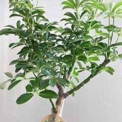 観葉植物［シェフレラコンパクタ・９０cm］の画像